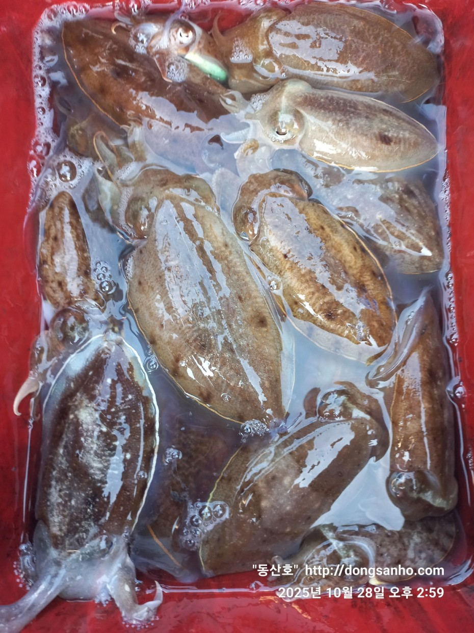 52a01e3ee9511b8561b8eb510a03d07b_1761662