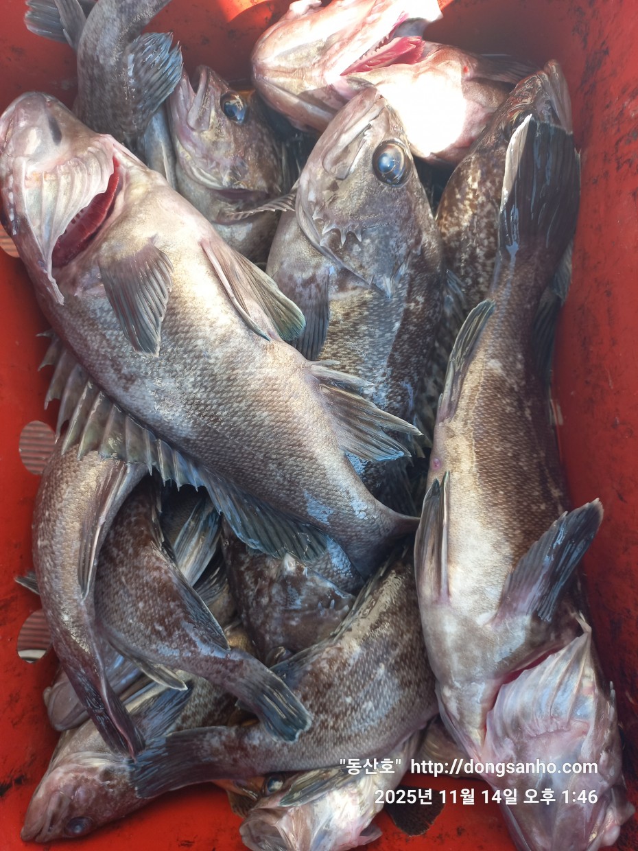 672248b6a83ed541a2eda19a216dbdf9_1763143