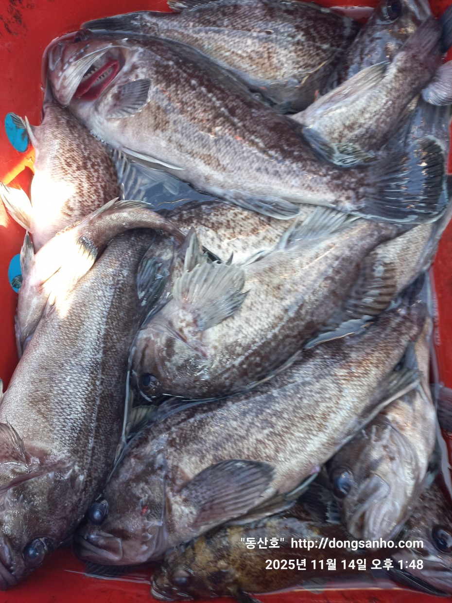 672248b6a83ed541a2eda19a216dbdf9_1763143