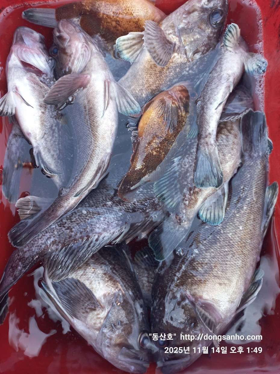 672248b6a83ed541a2eda19a216dbdf9_1763143