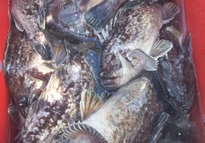 11/26 우럭낚시…