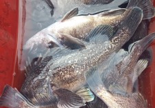 11/11 우럭낚시…