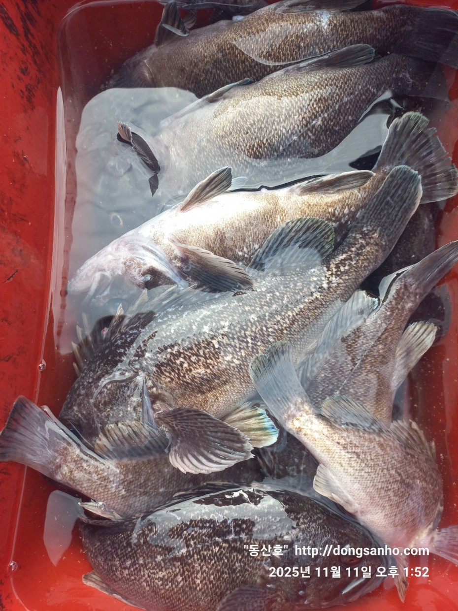 d36688c5f6c8d7dee49cae00df3d1205_1762873