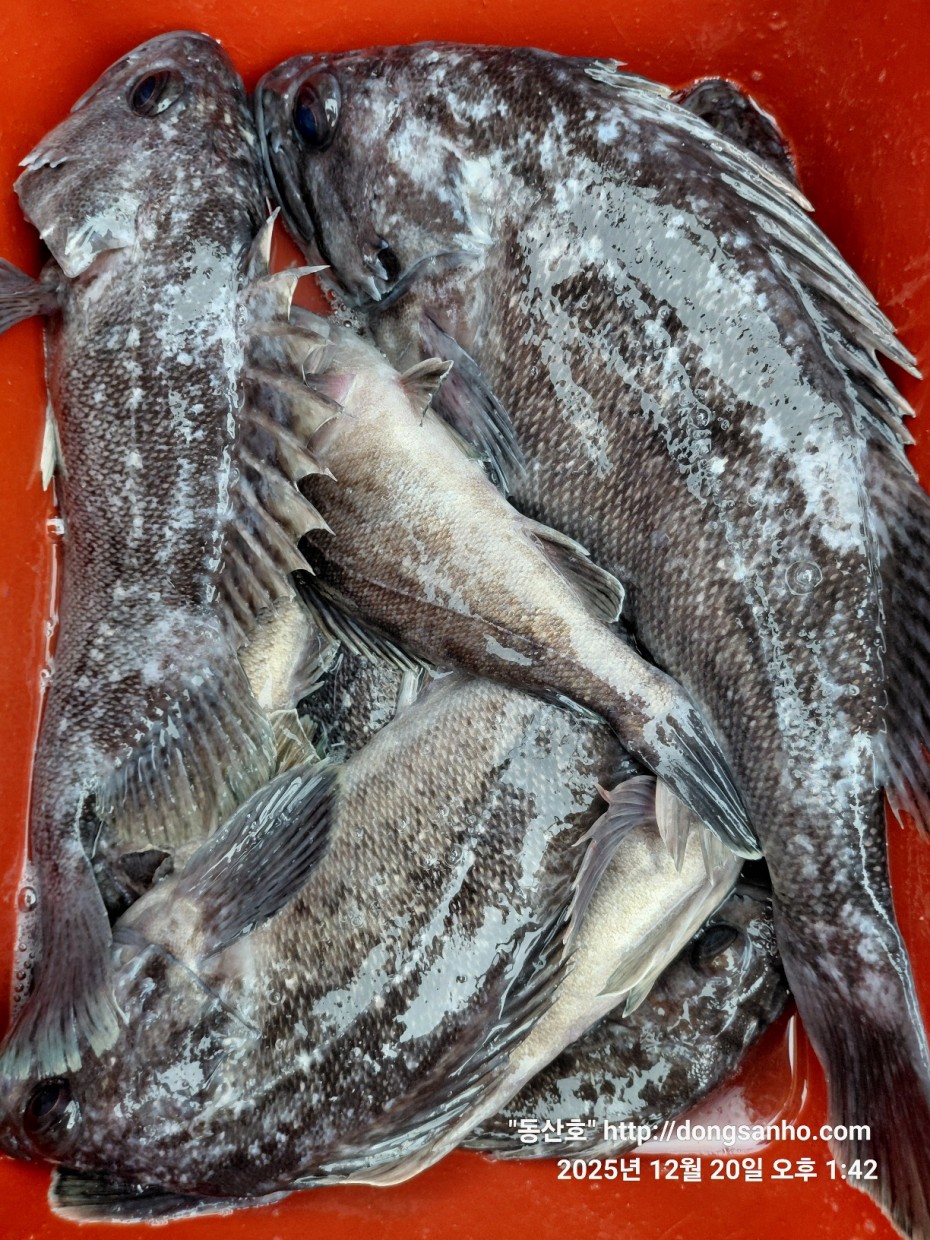 0bd46a48f032043a34ca265981df4bb5_1766265