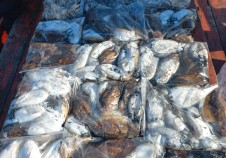 11/3 갑오징어낚…