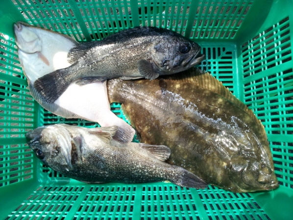 도비도 동산호좌대140913_131441.jpg