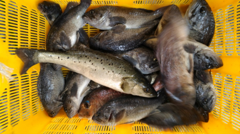 도비도 동산호좌대낚시_20160604_150020.jpg